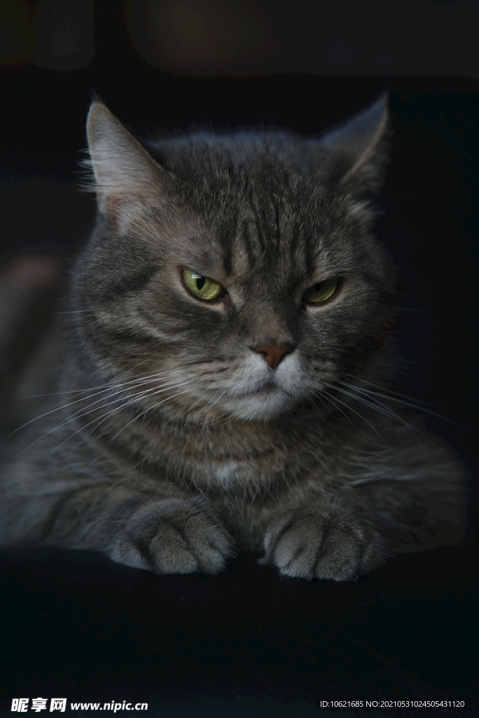 猫              