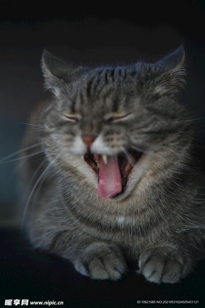猫              