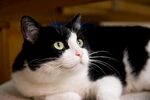 猫              