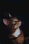 猫              