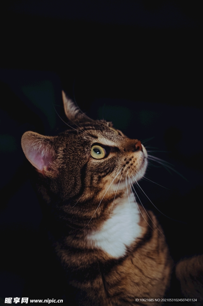 猫              