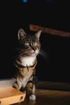 猫              