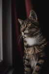 猫              