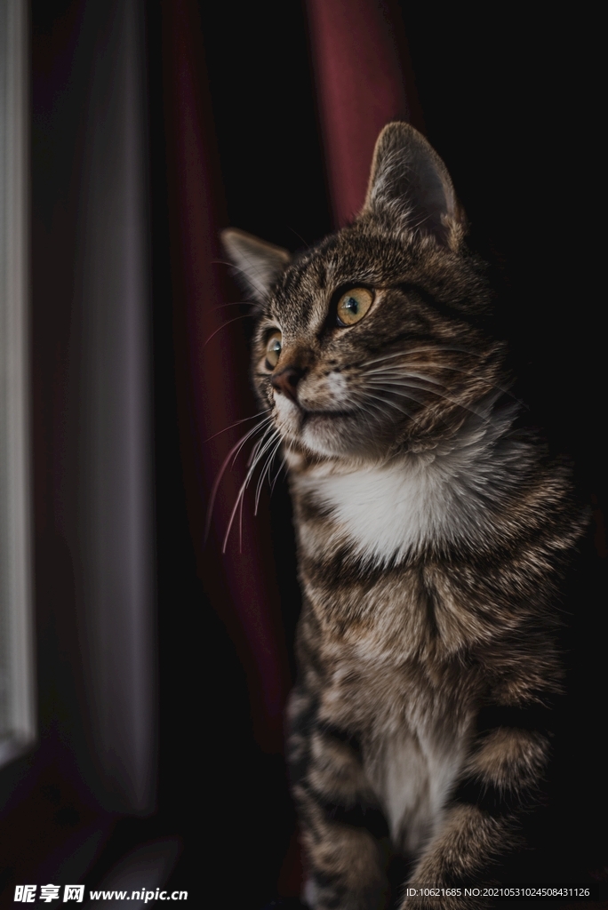 猫              