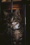 猫              