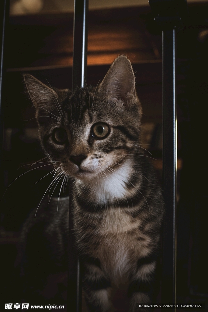 猫              