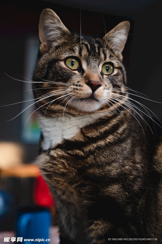 猫              