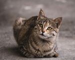 猫              