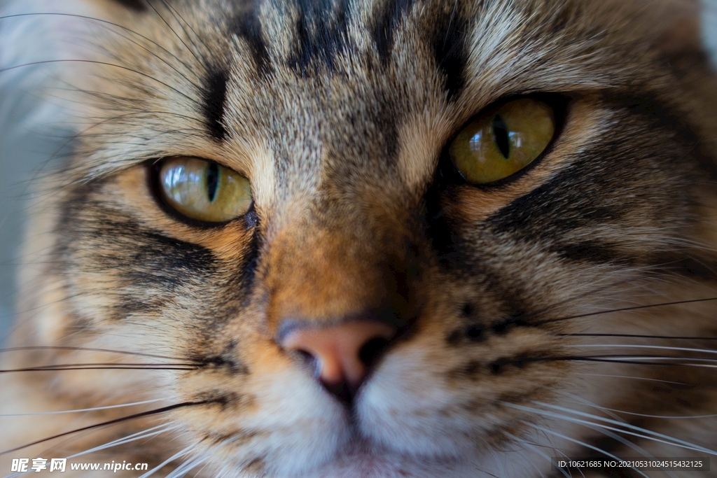 猫              