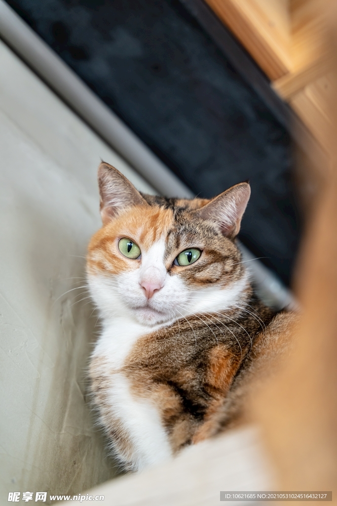 猫              