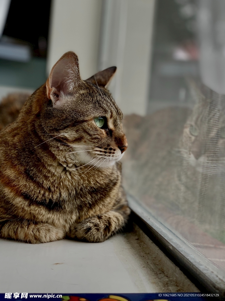 猫              