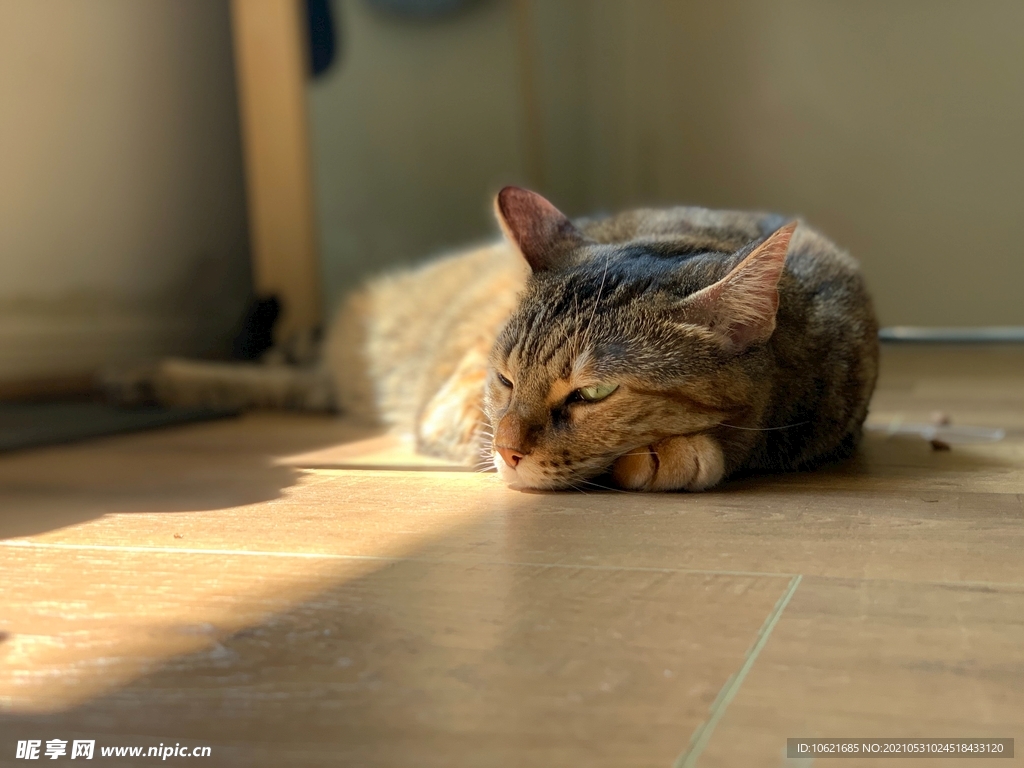 猫              
