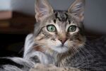 猫              