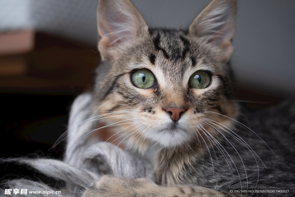 猫              