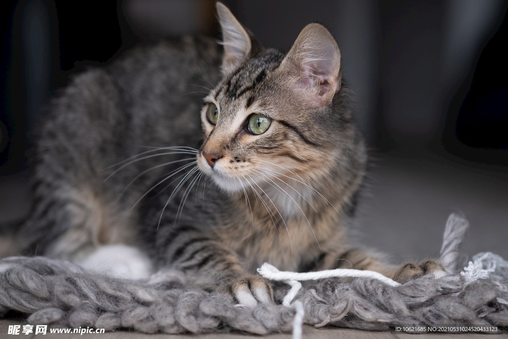 猫              