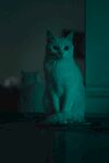 猫              