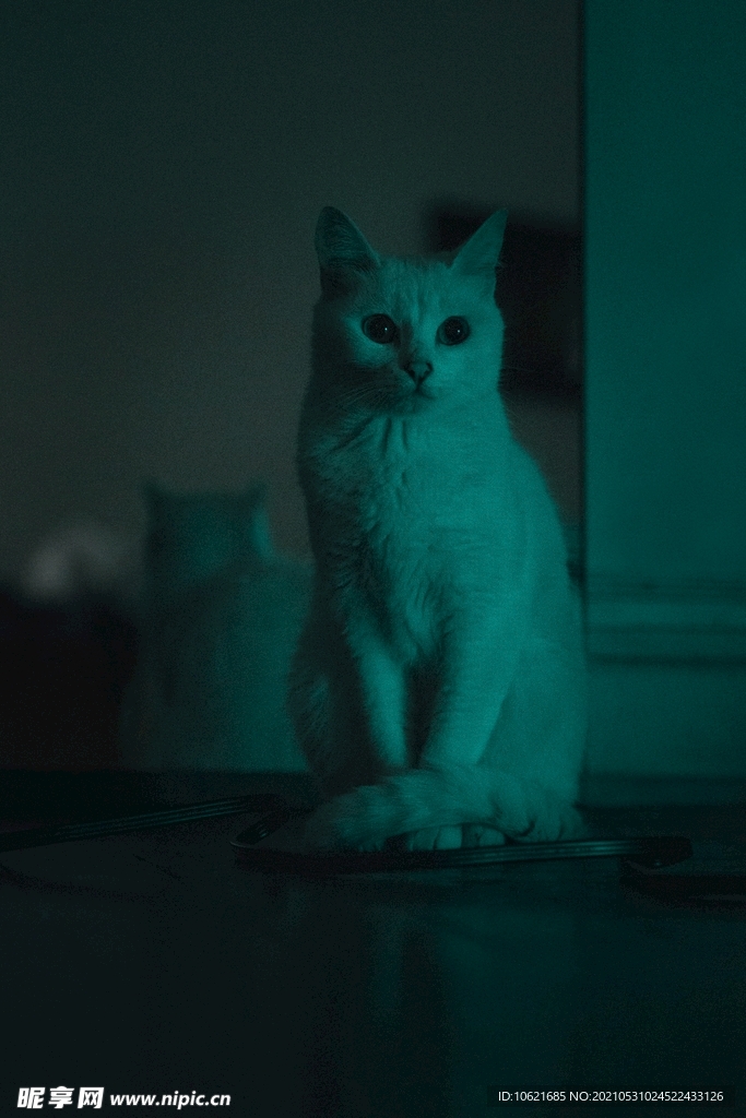猫              