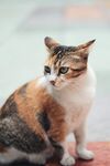 猫              