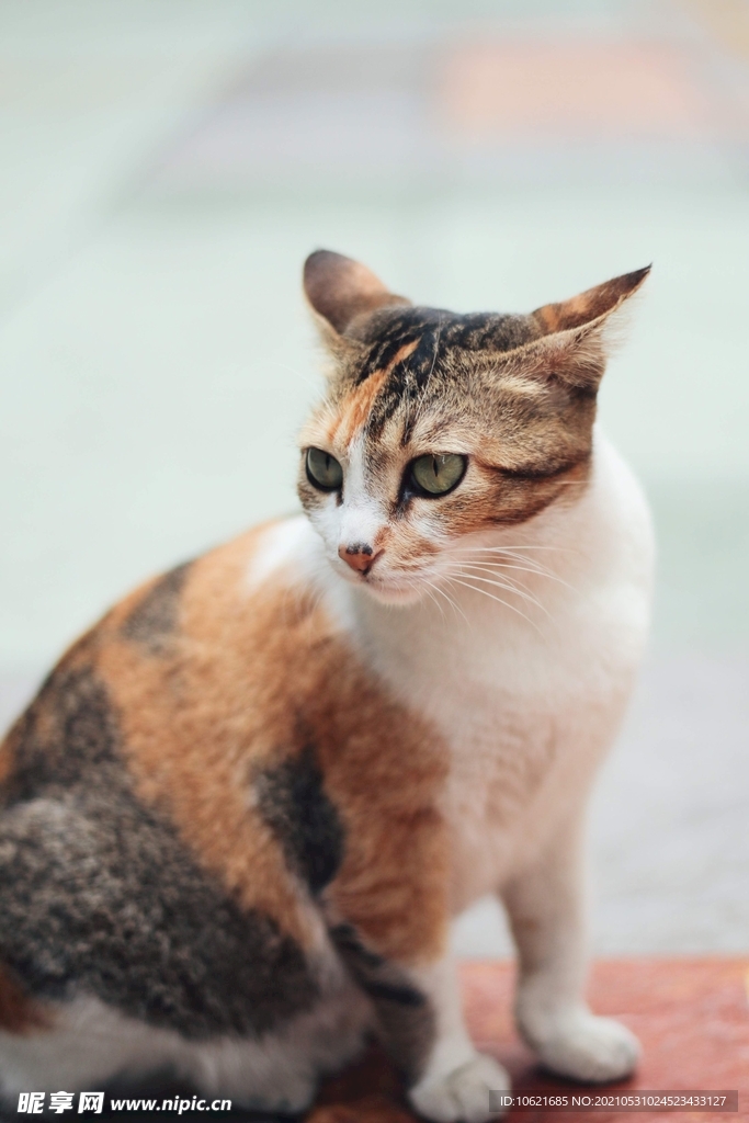 猫              