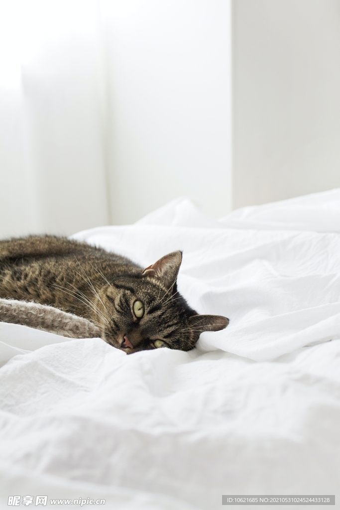 猫              