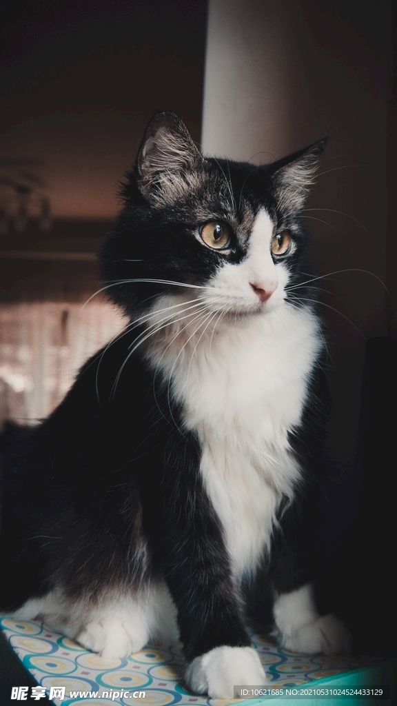 猫              