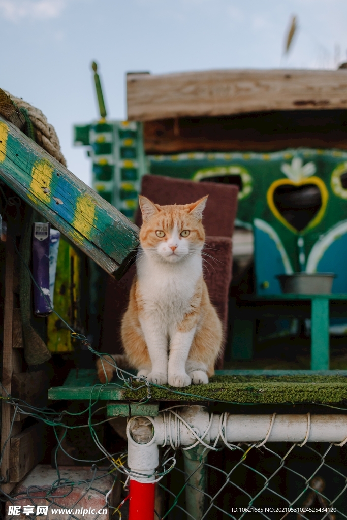 猫              