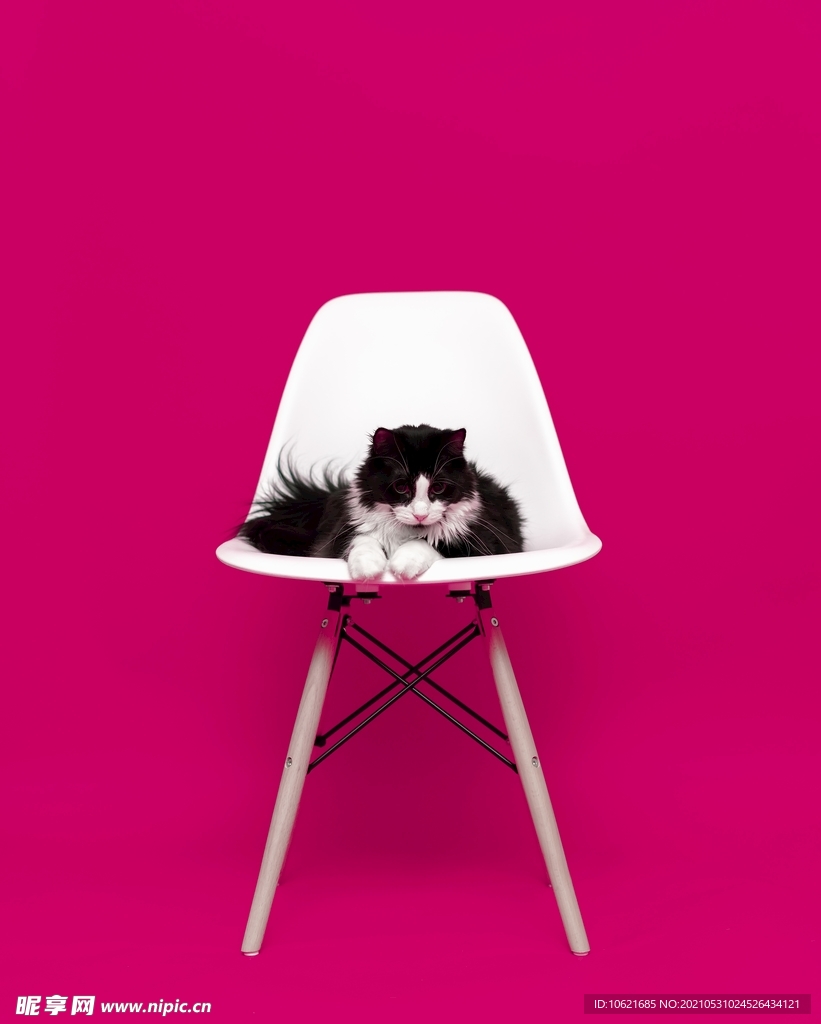 猫              