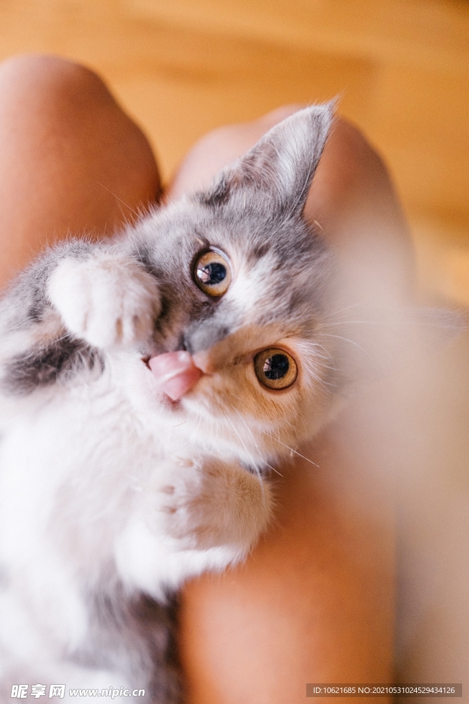 猫              