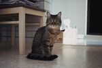 猫              