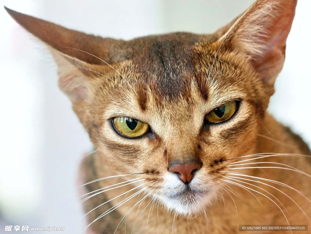 猫              