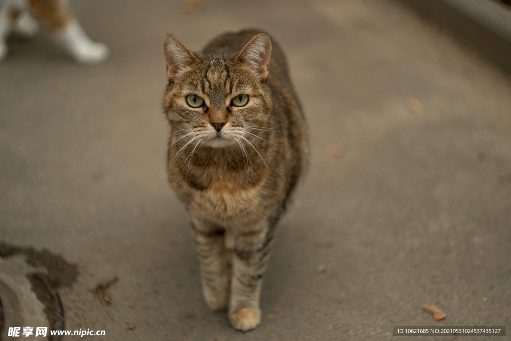 猫              