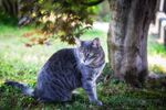猫              