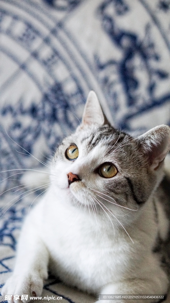 猫              