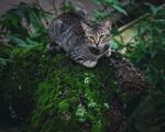 猫              