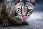 猫              