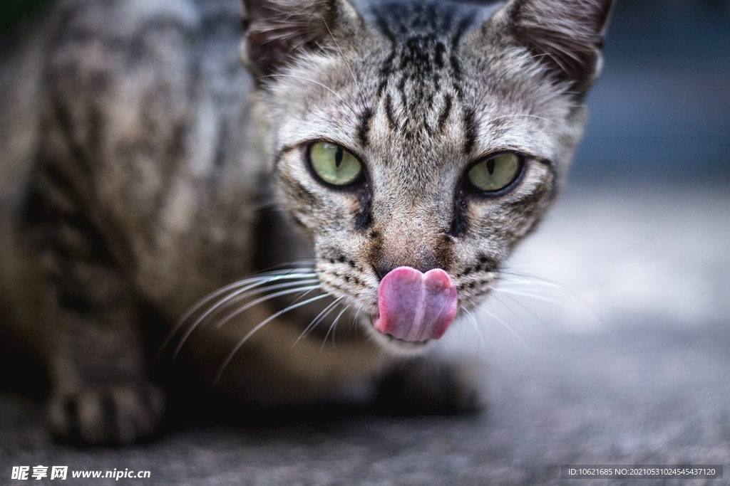 猫              