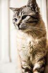 猫              