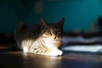 猫              