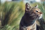 猫              