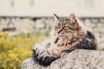 猫              
