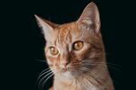 猫              