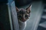 猫              
