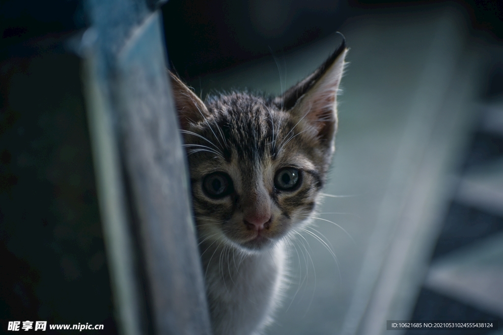猫              