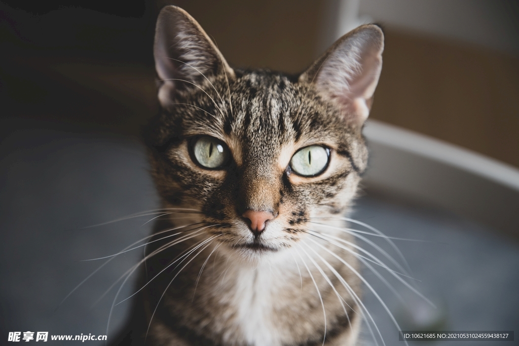 猫              