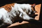 猫              