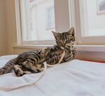 猫              