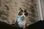 猫              