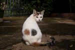 猫              