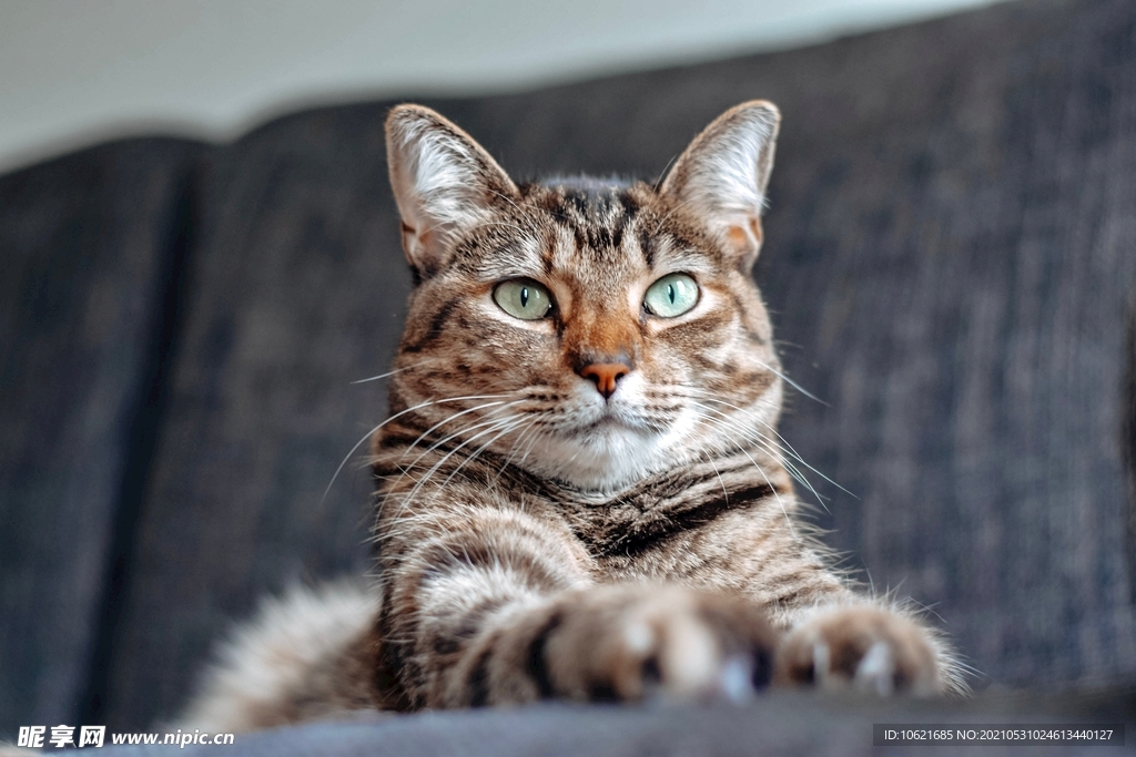 猫              