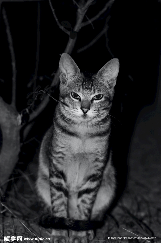 猫              